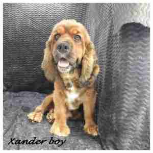 Xander-Boy-300x300
