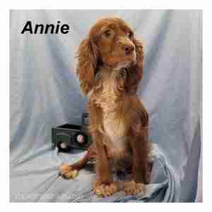 annie-ws1-300x300