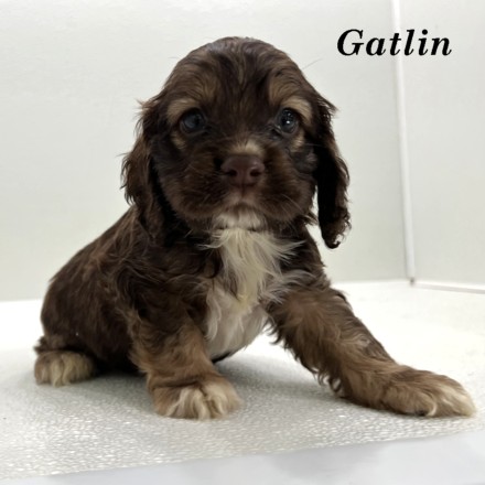 gatlin-ws3