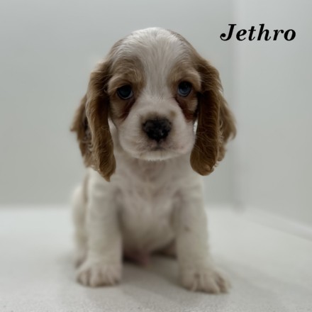 jethro-ws1
