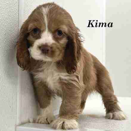 kima-ws3